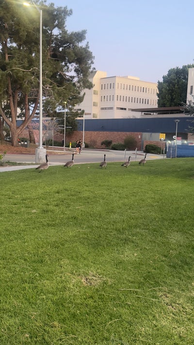 Room wanted in Newport Beach, CA Main Photo