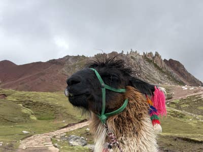 Room wanted in Miami Beach, FL Main Photo