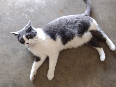 Room wanted in Houston, TX Main Photo