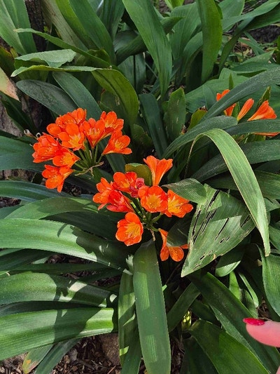  Luxury LodgeLower Level Main Photo