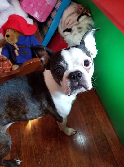 Room wanted in NYC Main Photo