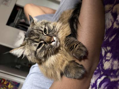 Room wanted in Redmond, WA Main Photo