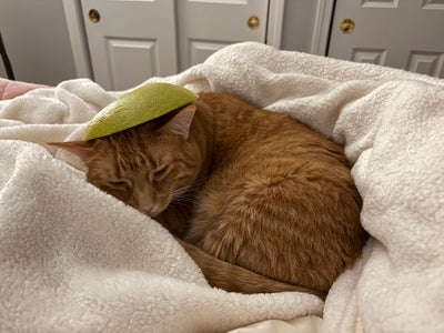 Room wanted in NYC Main Photo