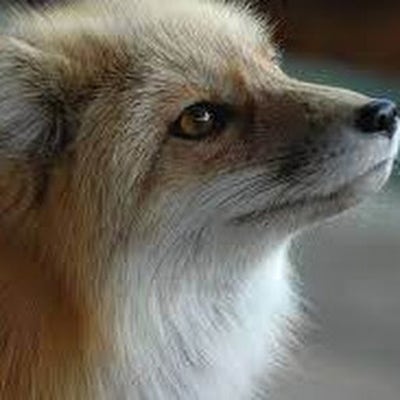 Room wanted in Bronx, NY Main Photo