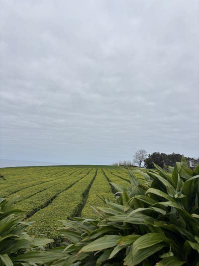 Room wanted in Chestnut Hill, MA Main Photo