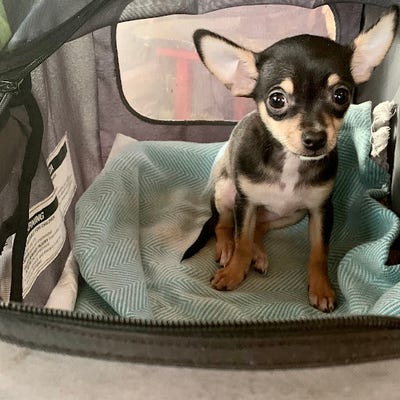 Room wanted in Charlottesville, Charlottesville... Main Photo