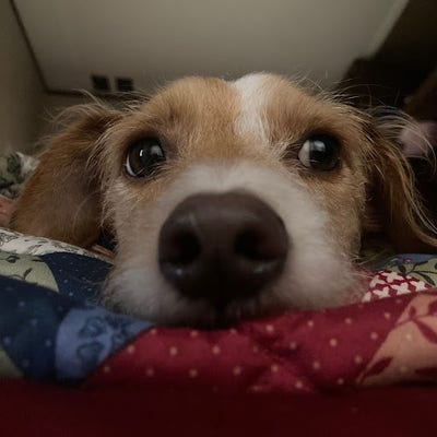 Room wanted in San Antonio Main Photo