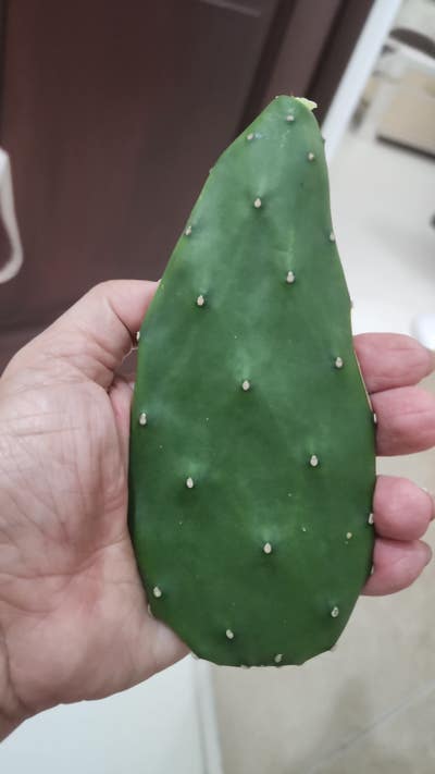 Spiritual Lady  Main Photo