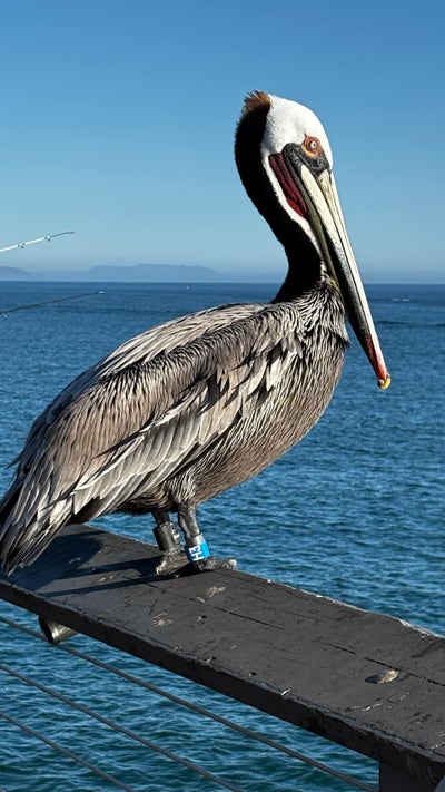 Woman looking for a room in West Covina area Main Photo