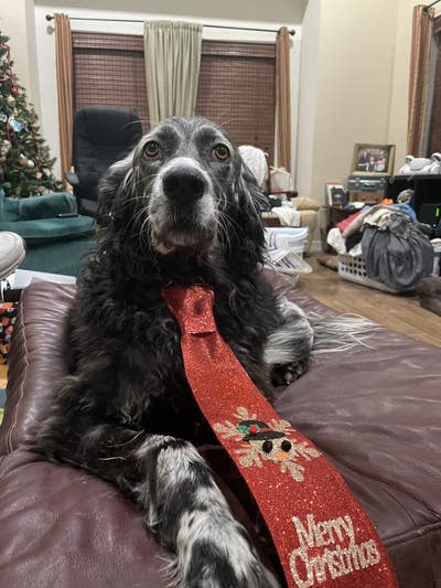 Room wanted in San Antonio, TX Main Photo