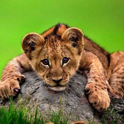 Room wanted in NYC Main Photo