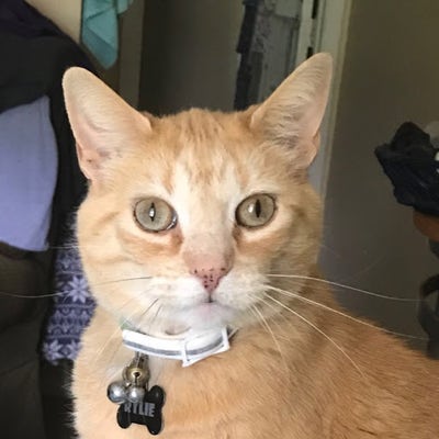 Room wanted in 65802 Main Photo