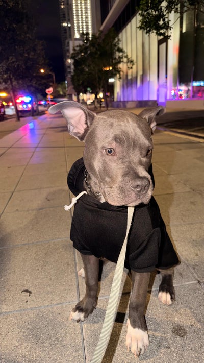 Room wanted in Miami Main Photo