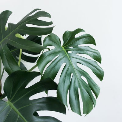 Room wanted in NYC Main Photo