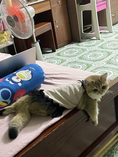 Room wanted in Pleasant Hill, CA Main Photo