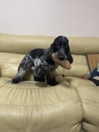 Room wanted in New York State Main Photo