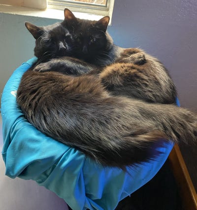 Couple looking for apt preferable long term Main Photo