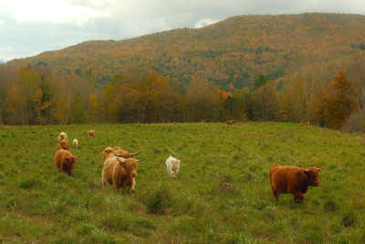 Room wanted in NYC Main Photo