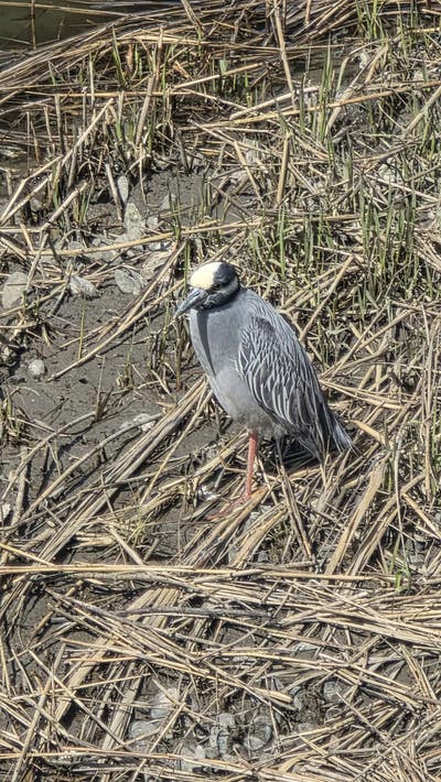 Room wanted in Riverdale, Bronx, NY Main Photo