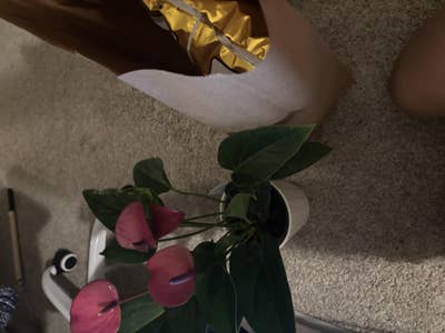 Room wanted in Bronx, NY Main Photo