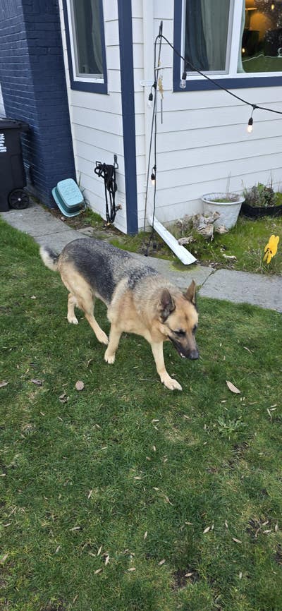 Room wanted in Lynnwood, WA Main Photo