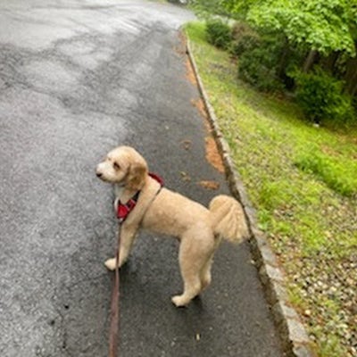 Room wanted in Warren, New Jersey  Main Photo