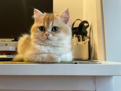 Room wanted in Tolleson, AZ Main Photo