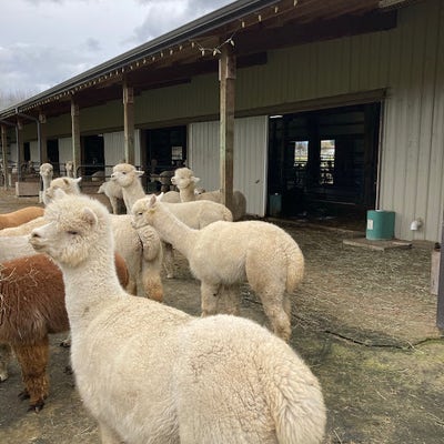 Room wanted in Morgantown, WV Main Photo