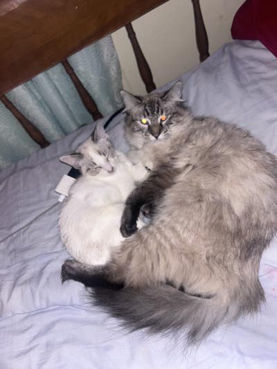 Room wanted in Purchase, NY Main Photo