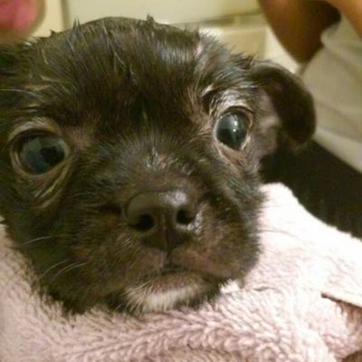 Room wanted in NYC Main Photo