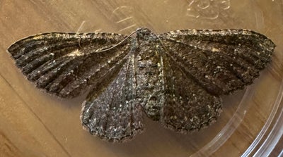 Room wanted in Queen Creek, AZ Main Photo