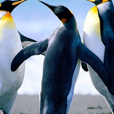 Room wanted in Purchase, NY Main Photo