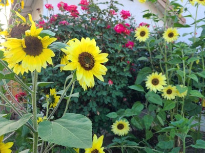 Responsible woman looking for Van Nuys room Main Photo