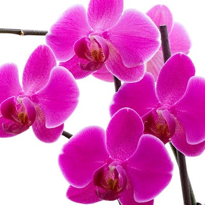 Room wanted in Purchase, NY Main Photo