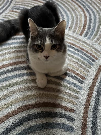 Room wanted in New Jersey Main Photo