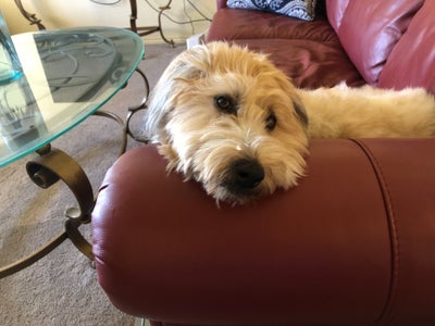 Room wanted in Denver Main Photo