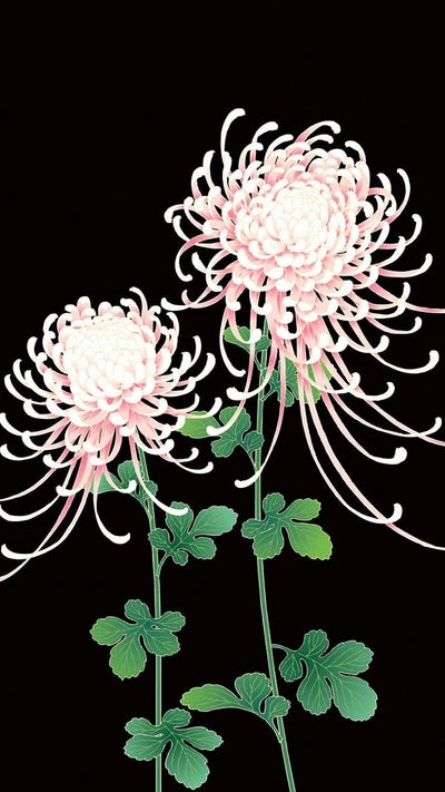 Room wanted in NYC Main Photo