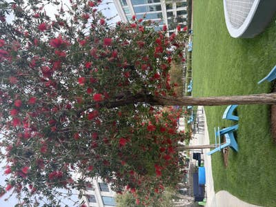 Room wanted in Mira Mesa, CA Main Photo