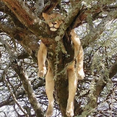 Room wanted in Winter Park, FL Main Photo