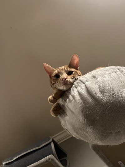 Room wanted in Purchase, NY Main Photo