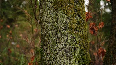 Room wanted in NYC Main Photo