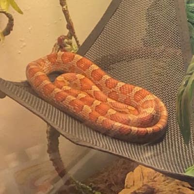 Room wanted in St. Petersburg, FL Main Photo