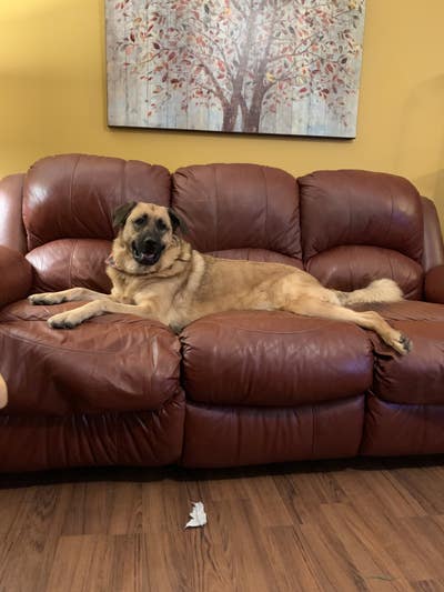 Room wanted in Purchase, NY Main Photo