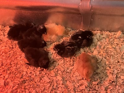 Room wanted in Purchase, NY Main Photo