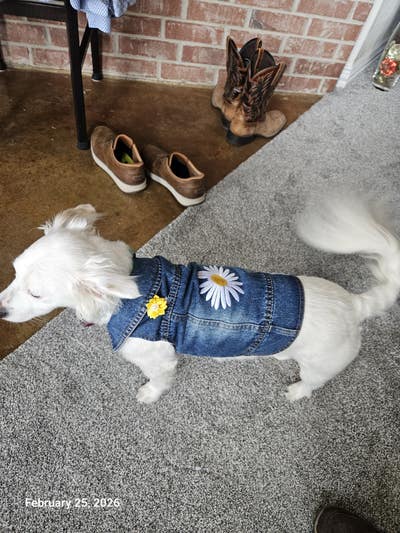 Room wanted in Irving, TX Main Photo