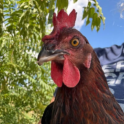 Room wanted in LA Jolla, CA Main Photo