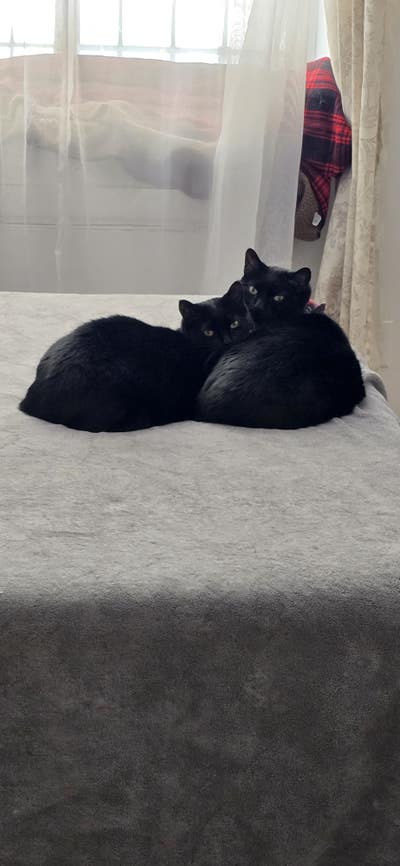 Roommate Wanted: Great Apartment, Chill Vibes Main Photo