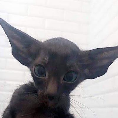 Room wanted in LA Jolla, CA Main Photo