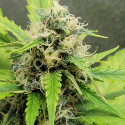 Room wanted in Purchase, NY Main Photo