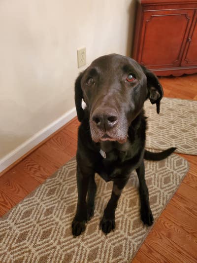 26 year old male looking for a room in PA Main Photo